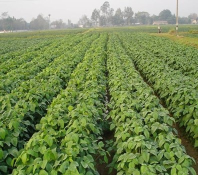 ผู้ว่าราชการจังหวัดสุโขทัย แนะเกษตรกรปรับเปลี่ยนพื้นที่เกษตรกรรม ปลูกพืชที่ใช้น้ำน้อยทดแทน เลี่ยงการทำนาปรังในระยะนี้ 